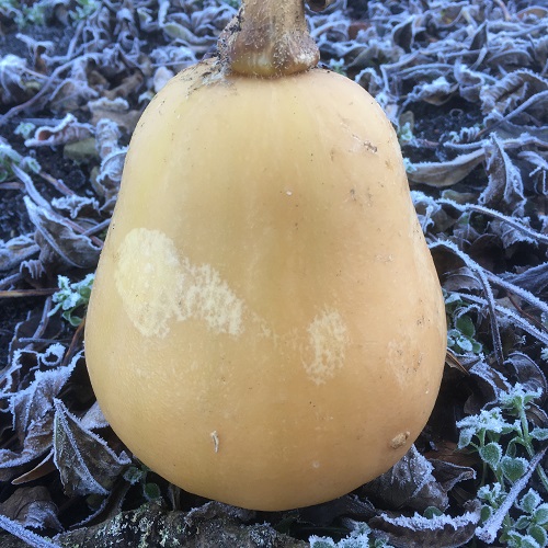 Butternut Squash Victory